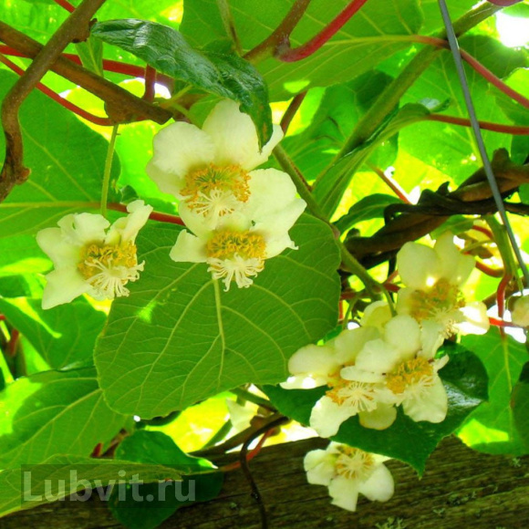 Актинидия Ленинградская крупноплодная купить с доставкой