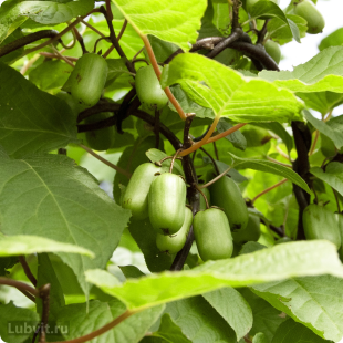 Актинидия Ленинградская крупноплодная