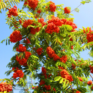 Рябина Ассортимент