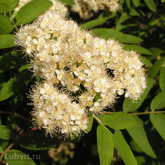 Рябина Ассортимент купить с доставкой