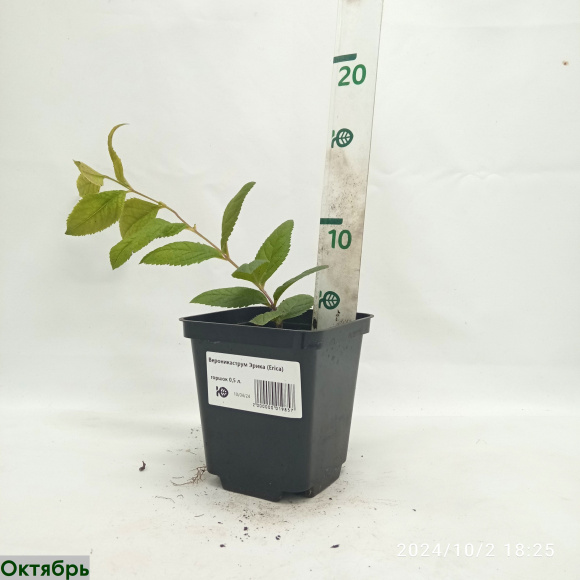 Вероникаструм Эрика (Erica) купить с доставкой