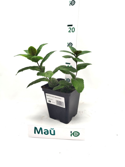 Вероникаструм Эрика (Erica) купить с доставкой