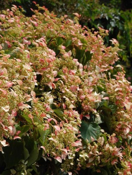 Схизофрагма Розеум (Roseum) купить с доставкой