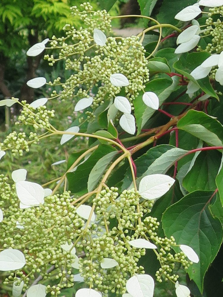 Схизофрагма Розеум (Roseum) купить с доставкой