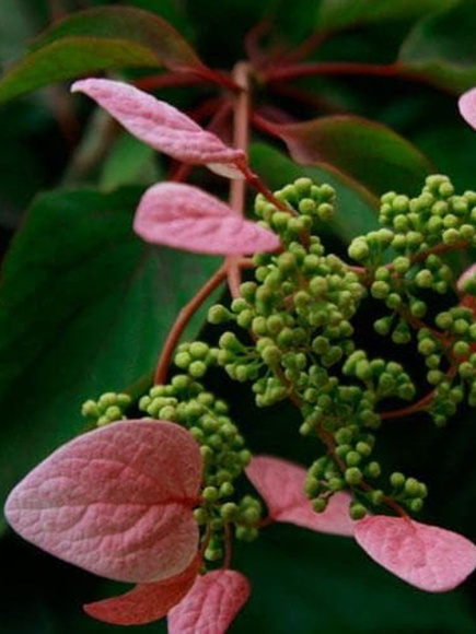 Схизофрагма Розеум (Roseum) купить с доставкой