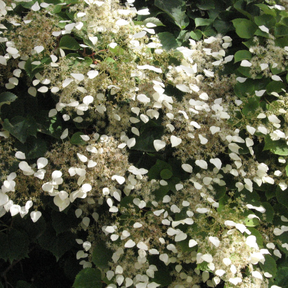 Схизофрагма Розеум (Roseum) купить с доставкой