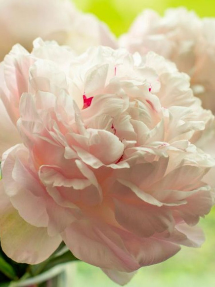 Пион Ник Шейлор (Nick Shaylor) купить с доставкой