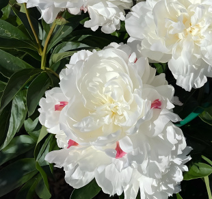 Пион Ник Шейлор (Nick Shaylor)