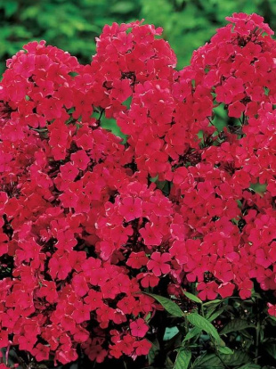 Флокс Старфаер (Starfire)