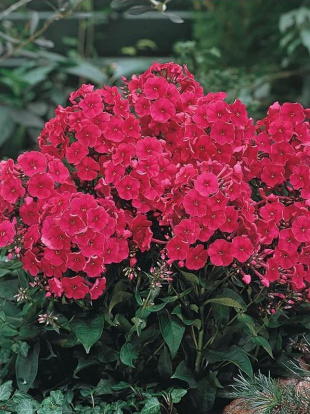 Флокс Старфаер (Starfire)