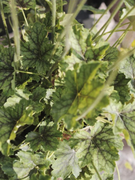 Гейхера Томас (Thomas) купить с доставкой