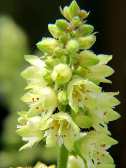 Гейхера Томас (Thomas) купить с доставкой