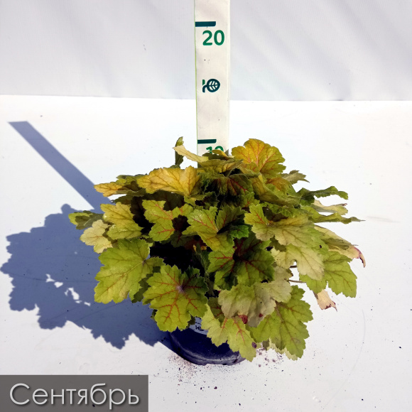 Гейхера Электра (Electra) купить с доставкой