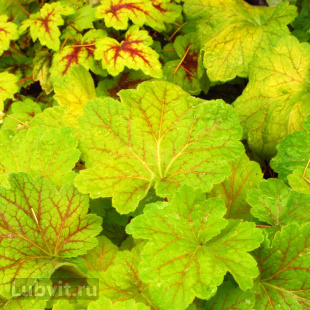 Гейхера Электра (Electra)