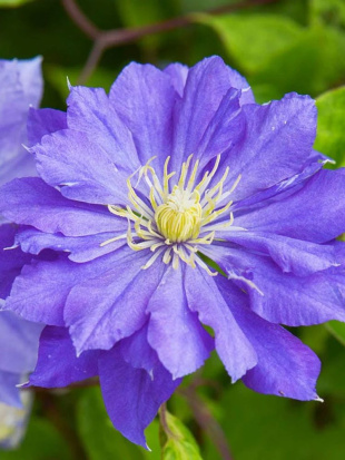 Клематис Коперник (Copernicus)