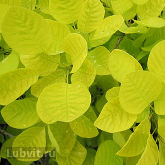 Скумпия Голден спирит (Golden Spirit) купить с доставкой