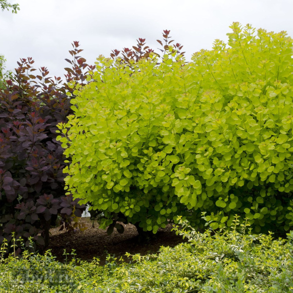 Скумпия Голден спирит (Golden Spirit) купить с доставкой