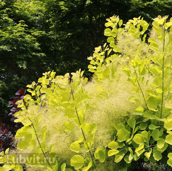 Скумпия Голден спирит (Golden Spirit) купить с доставкой