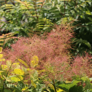 Скумпия Голден спирит (Golden Spirit) Скумпия Голден спирит (Golden Spirit)