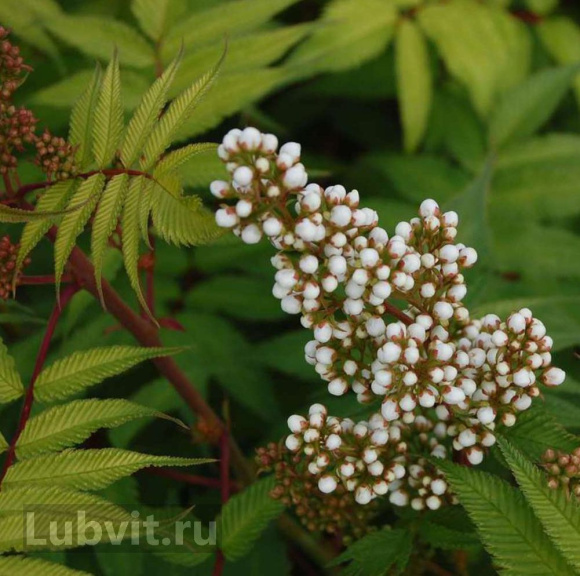 Рябинник рябинолистный Сэм (Sem) купить в интернет-магазине Любвитского ...