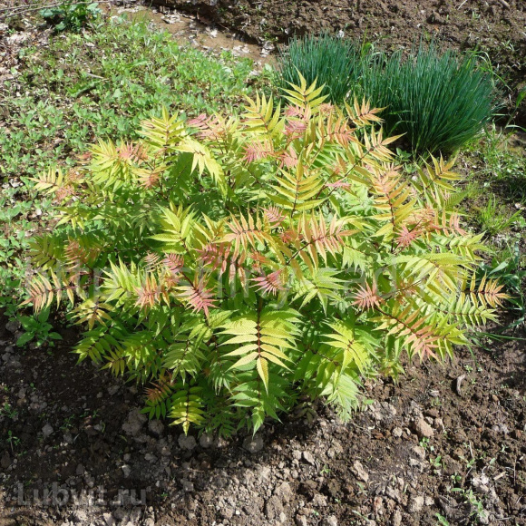 Рябинник рябинолистный Сэм (Sem) купить с доставкой Рябинник рябинолистный Сэм (Sem) купить с доставкой
