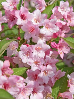 Вейгела Розеа (Rosea) Вейгела Розеа (Rosea)