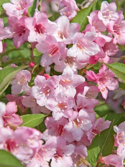 Вейгела Розеа (Rosea) купить с доставкой Вейгела Розеа (Rosea) купить с доставкой