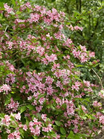 Вейгела Розеа (Rosea) купить с доставкой Вейгела Розеа (Rosea) купить с доставкой