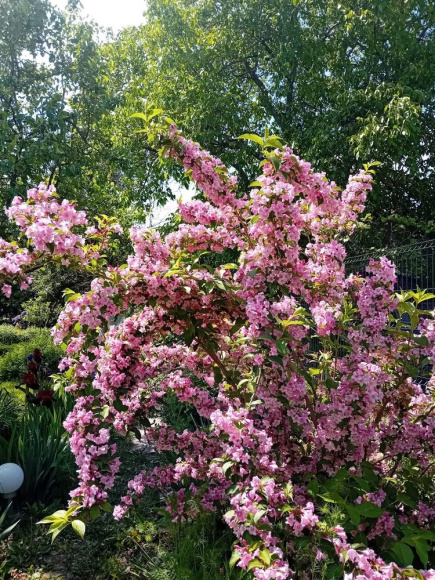 Вейгела Розеа (Rosea) купить с доставкой Вейгела Розеа (Rosea) купить с доставкой