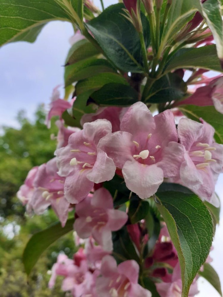 Вейгела Розеа (Rosea) купить с доставкой Вейгела Розеа (Rosea) купить с доставкой