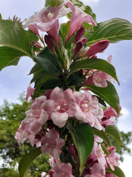 Вейгела Розеа (Rosea) купить с доставкой Вейгела Розеа (Rosea) купить с доставкой