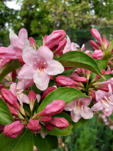 Вейгела Розеа (Rosea) купить с доставкой Вейгела Розеа (Rosea) купить с доставкой