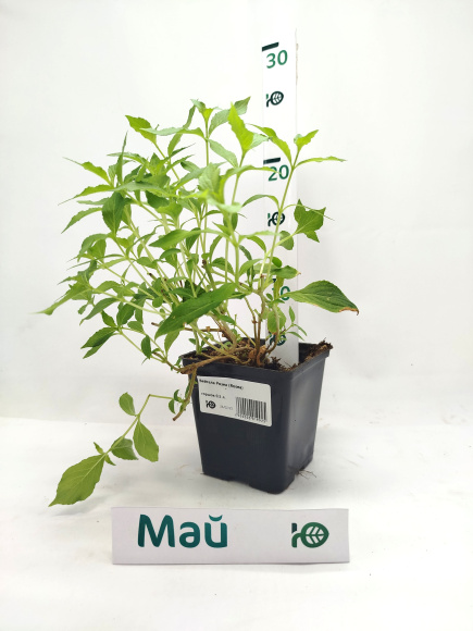 Вейгела Розеа (Rosea) купить с доставкой Вейгела Розеа (Rosea) купить с доставкой