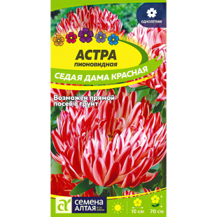 Астра Седая Дама Красная [Семена алтая]