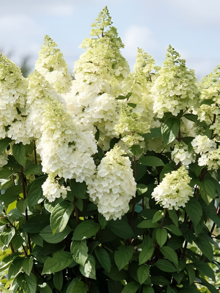 Гортензия Мэджикал Килиманджаро (Magical Kilimanjaro) метельчатая купить с доставкой