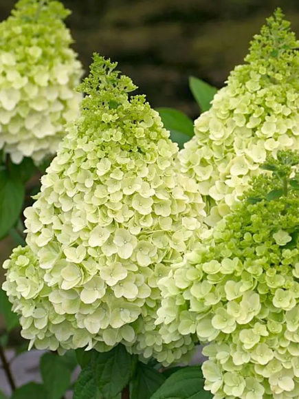 Гортензия Мэджикал Килиманджаро (Magical Kilimanjaro) метельчатая купить с доставкой