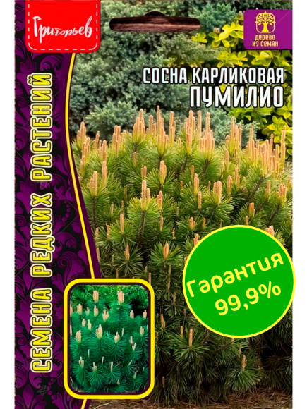 Сосна Пумилио карликовая [Семена редких растений] купить с доставкой