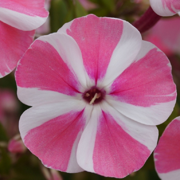 Флокс Пеперминт Твист (Peppermint Twist) купить с доставкой