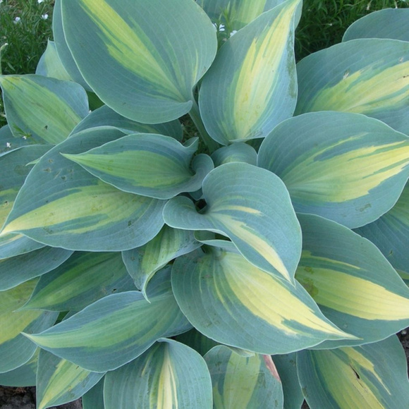 Хоста Катерина (Catherine) [L] купить с доставкой