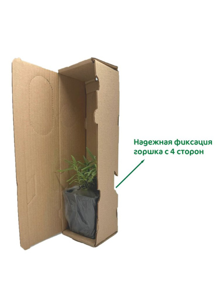 Коробка для упаковки растений  9,5 х 9,5 х 37 см 1000 шт купить с доставкой