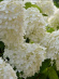 Гортензия Селекшн (Selection) метельчатая купить с доставкой