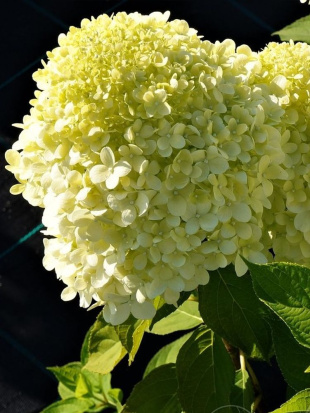 Гортензия Селекшн (Selection) метельчатая Гортензия Селекшн (Selection) метельчатая