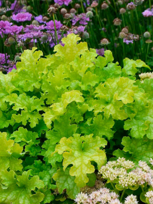 Гейхера Лайм Раффлз (Lime Ruffles)