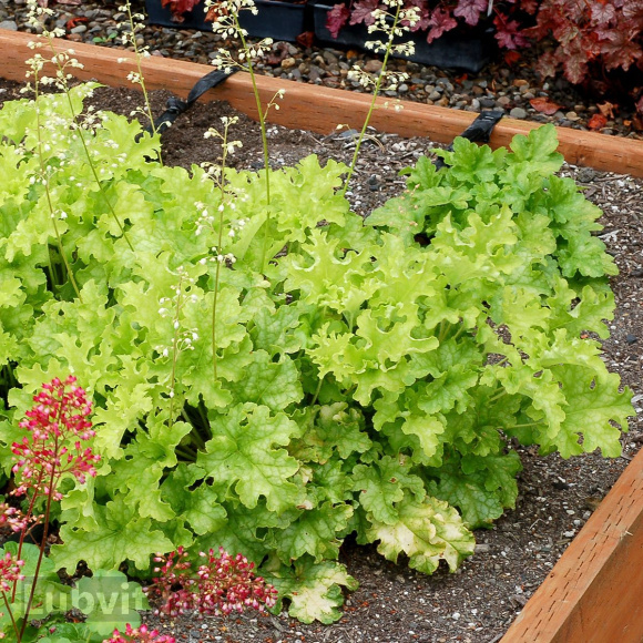 Гейхера Лайм Раффлз (Lime Ruffles) купить с доставкой