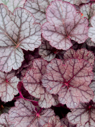 Гейхера Шуга Фростинг (Sugar Frosting)