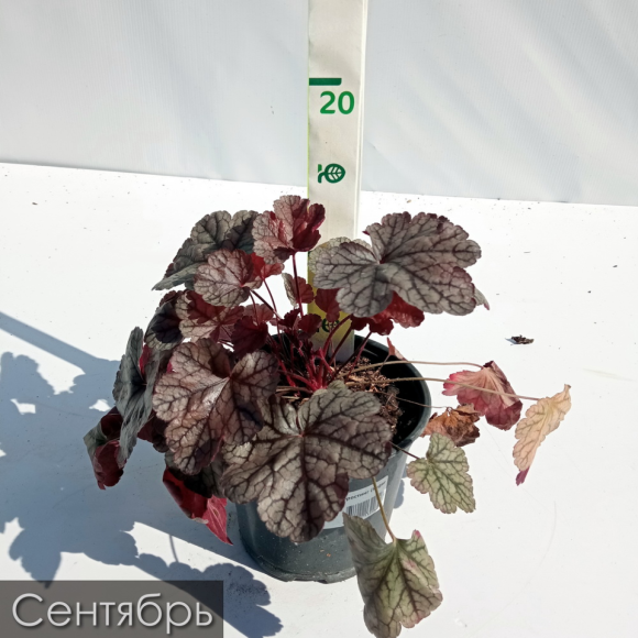 Гейхера Шуга Фростинг (Sugar Frosting) купить с доставкой Гейхера Шуга Фростинг (Sugar Frosting) купить с доставкой