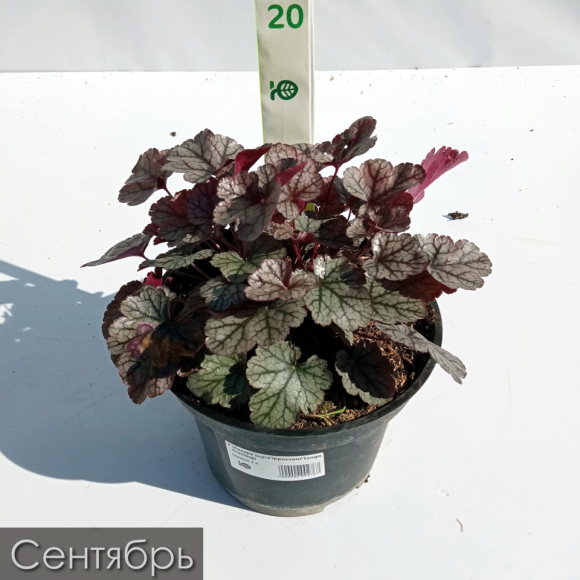 Гейхера Шуга Фростинг (Sugar Frosting) купить с доставкой Гейхера Шуга Фростинг (Sugar Frosting) купить с доставкой