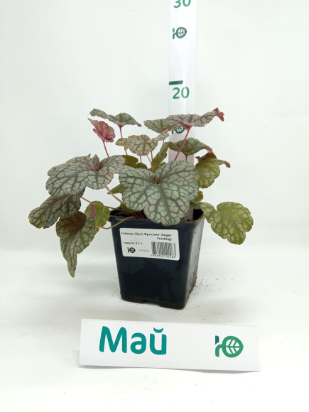 Гейхера Шуга Фростинг (Sugar Frosting) купить с доставкой Гейхера Шуга Фростинг (Sugar Frosting) купить с доставкой