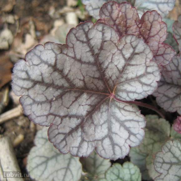 Гейхера Шуга Фростинг (Sugar Frosting) купить с доставкой Гейхера Шуга Фростинг (Sugar Frosting) купить с доставкой