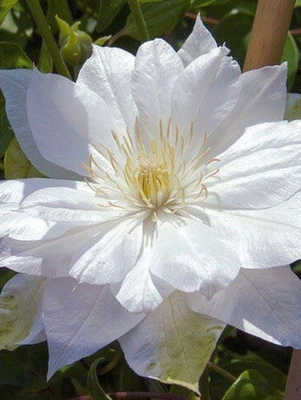 Клематис Дюшес Оф Эдинбург (Duchess of Edinburgh) купить с доставкой Клематис Дюшес Оф Эдинбург (Duchess of Edinburgh) купить с доставкой